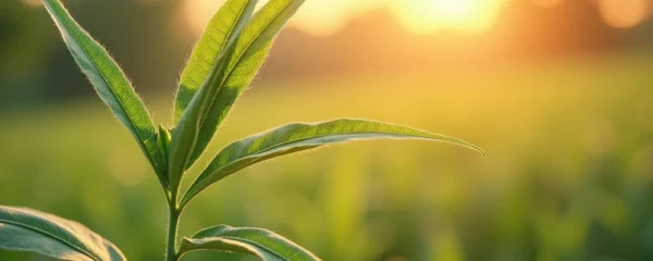 les-agroressources-comme-base-de-nouveaux-materiaux-performants